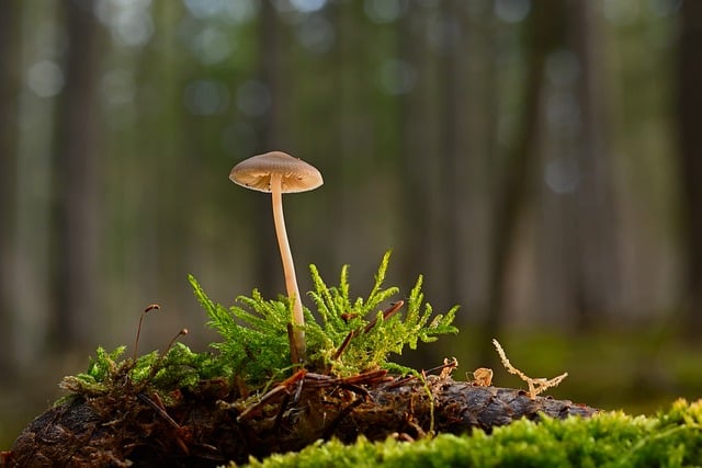 mushroom-8512804_640