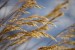 grasses-8545863_640